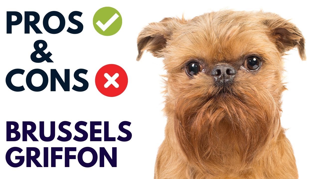 Brussels Griffon Dog Breed Pros and Cons | Brussels Griffon Advantages ...