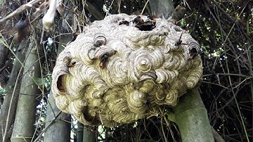 cắt tổ ong vò vẽ khủng bám vào cây tre mang về treo/ #quách tế vlog