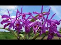 Новые орхи в коллекцию. Каттлея, дендробиум, шомбургкия, масдевалия и др. свежепосаженные орхидеи.