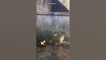 Bộ bơm tưới phun sương cài đặt hẹn giờ bằng điện thoại | Tưới Biển Vàng | tuoibienvang.com