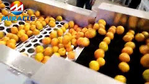 orange washing drying waxing and sorting machine