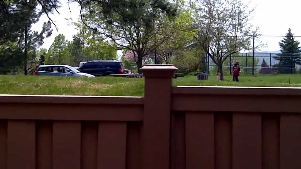 2012-04-29 - elk backyard