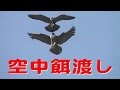 江の島のハヤブサ－子育ての記録（3年に亘る記録映像）－ Peregrine falcon Parenting（Enoshima）