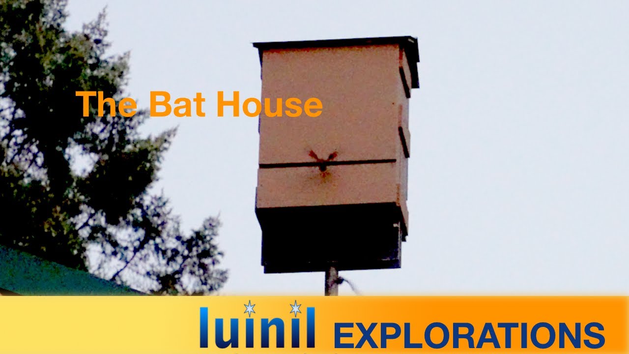 The Bat House #Shorts