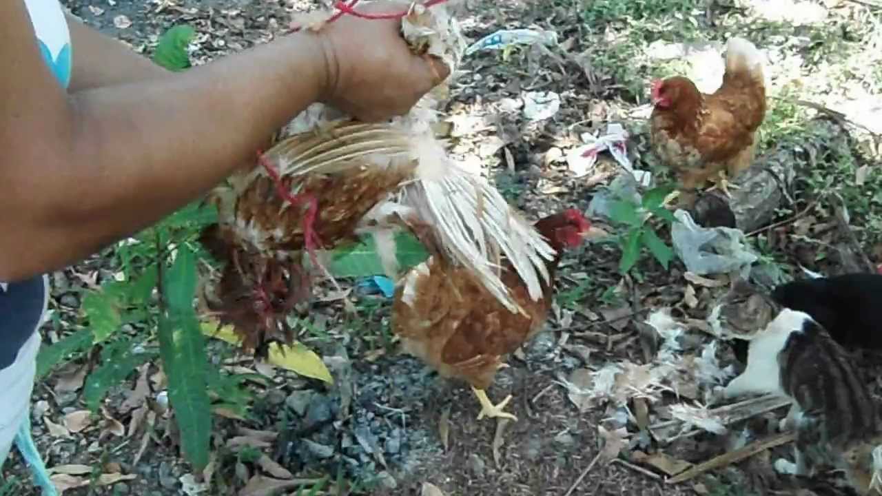Plucking a chicken YouTube