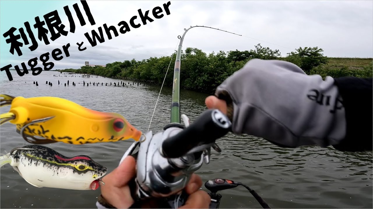 Tone River/Mainstream Area] The peak season has arrived. Wacker