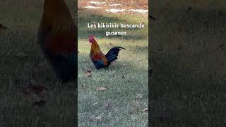 Los kikirikis buscando gusanos