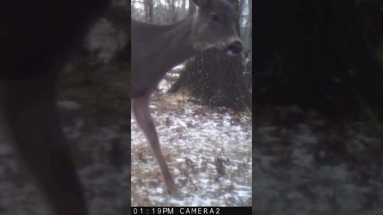 “Follow your nose and enjoy the journey.” - Daisy Deer