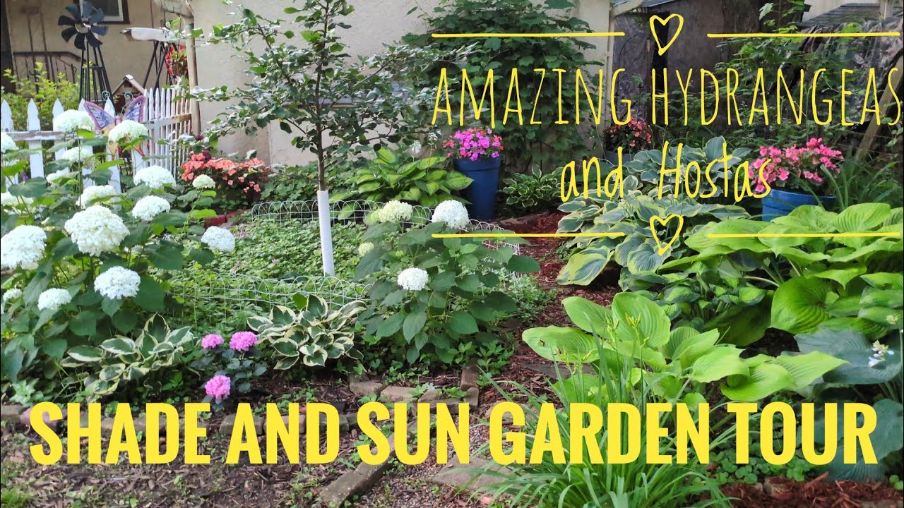Growing in the shade and sun garden tour: Amazing Hydrangeas, large gorgeous hostas.