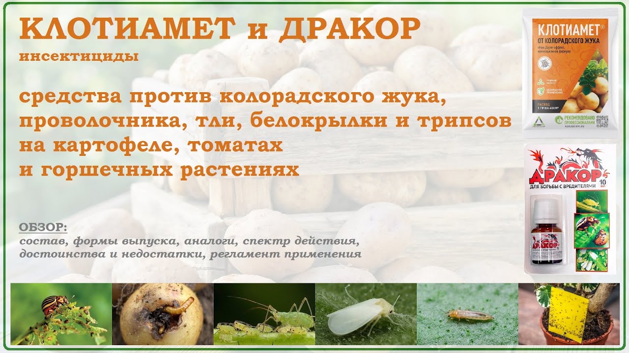 Клотиамет и Дракор - средства против колорадского жука, проволочника, белокрылки, тли и трипсов