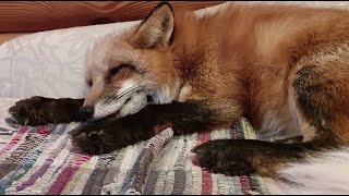 Alice the fox. The fox's trick to get him out for a walk.