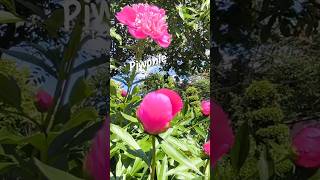@ Piwonie /Peonies # shorts