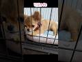 初めての首輪　#チワワの成長記録 #DEVAN #首輪 #仔犬 #shorts