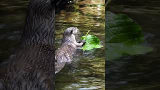 Otter’s Leaf Raft: Floating Fun | PetGuide TV