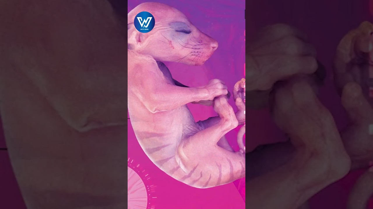 🦣 ¿Podemos REVIVIR al Mamut y al Dodo? 🌍 