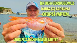 KARNI ŞİŞ BARBUNU OTOPSİ YAPTIM ACABA İÇİNDEN NELER ÇIKTI?