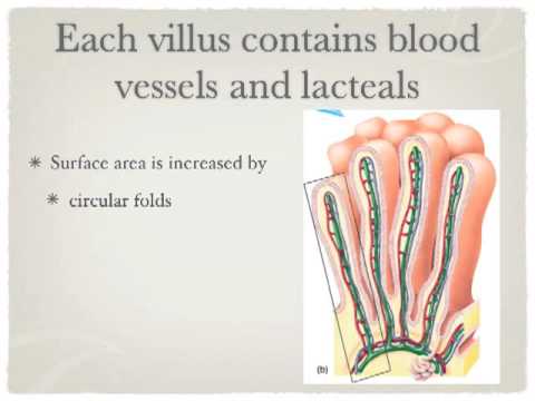 The Digestive System - Part 2 - YouTube