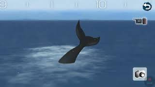 Humpback Whale Tail Slapping: Real Whales Watching Tour