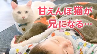 A baby is born and a spoiled cat becomes a 'big brother'...
