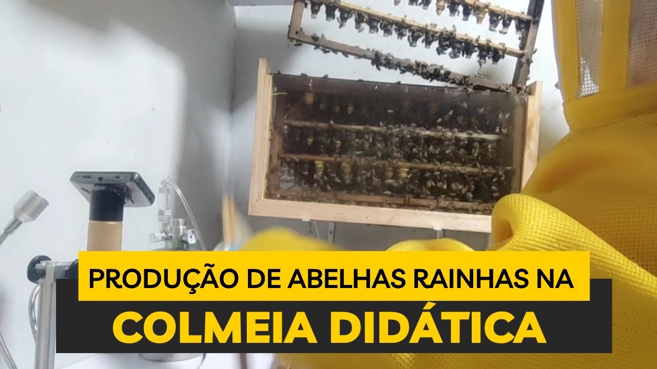 Produzindo abelhas rainhas na colmeia didática tudo dentro do laboratório. #apicultura