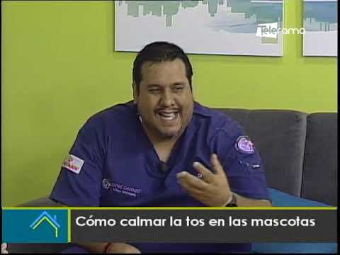 Cómo calmar la tos en las mascotas