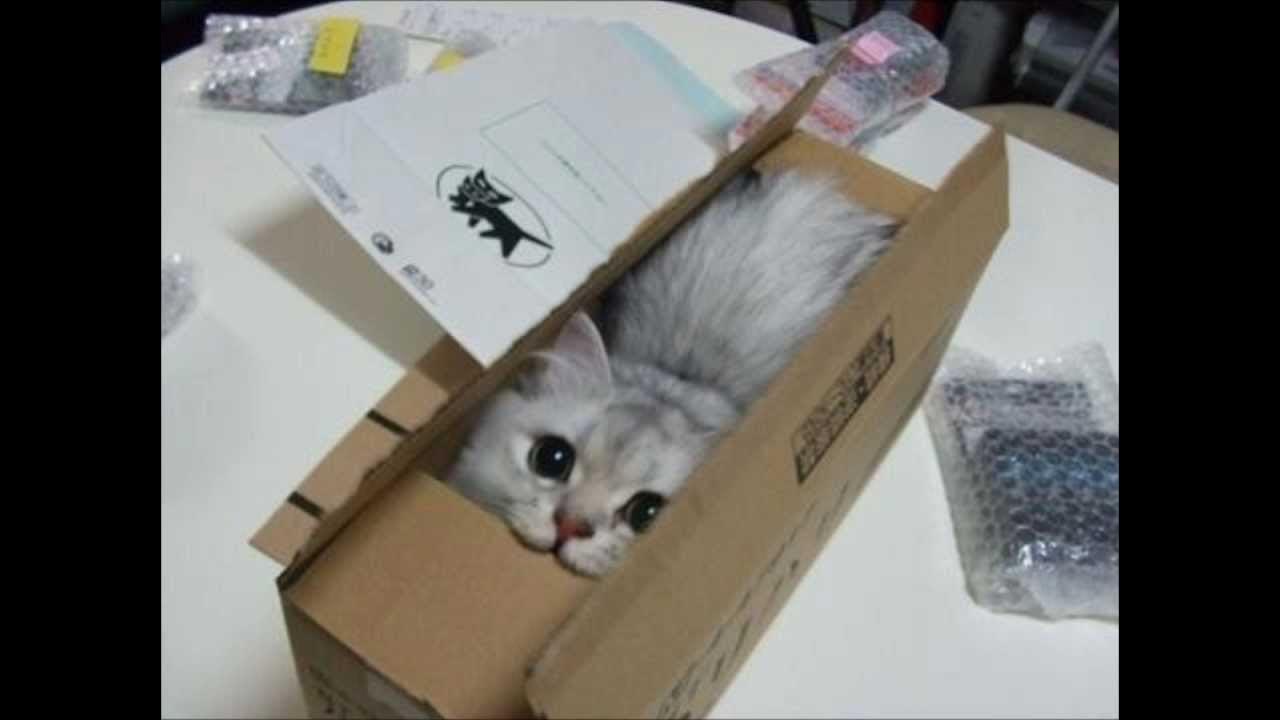 Package has arrived. Кот с посылкой. Посылки коты. Кот несет посылку. Котики отправляют посылку.