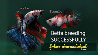 ဖိုက်တာ သားဖေါက်နည်းအသေးစိတ်#Betta breeding successfully#ဖိုက်တာငါး