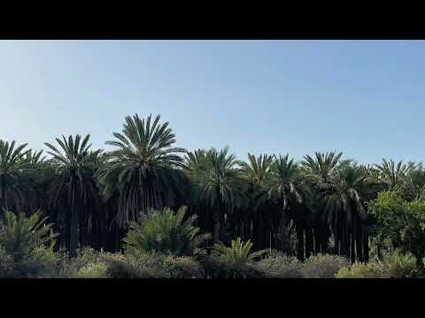 ناح الحمام عبدالسلام الصعب