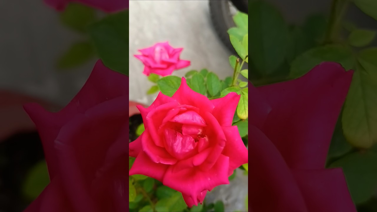 beautiful flowers garden #kitchengardening #flowers #beutifulflower #roseflower