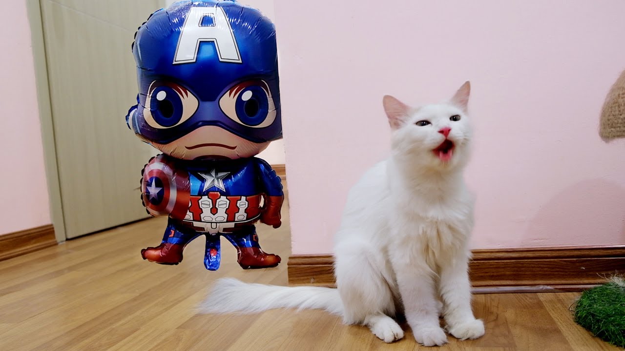 Cats Vs Captain America