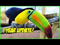 Beatrix the Toucan 1 Year Update After Rescue!