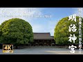 【4K】花菖蒲咲く誰もいない夏の明治神宮(Meiji Jingū |The largest shrine in Japan | Shinto Shrine in Tokyo Metropolis)