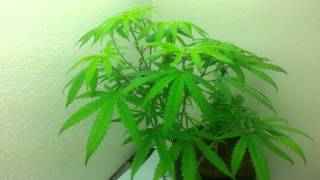 Plant update veg/flower