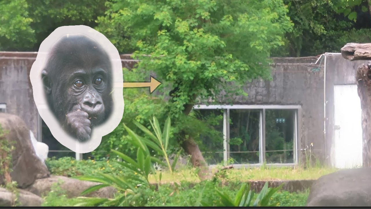 Trees From Ringo 金剛寶寶Ringo學爬樹 🦍🌴🌲Baby gorilla Ringo is learning how to climb the tree ...