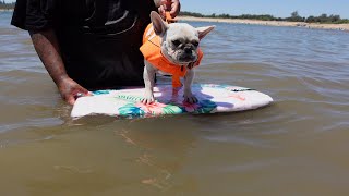 Frenchie's First Reaction to Folsom Lake CA, Barbie & Echo had a good time! #frenchie #subscribe #fy by kingtownfrenchies 72 views 1 year ago 4 minutes, 59 seconds