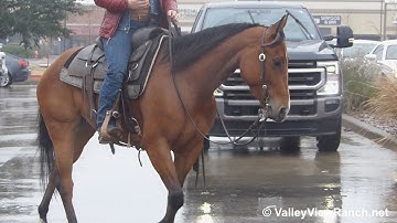 Autumn Be High Class - riding in town and bridleless! - ValleyViewRanch.net