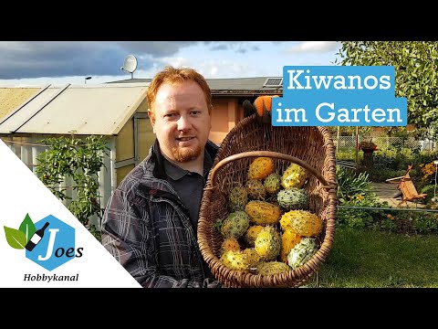 Videó: Kiwano Vagy Szarvas Dinnye