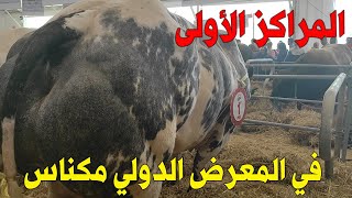 العجول لي دات المراكز الأولى في المعرض الدولي مكناس