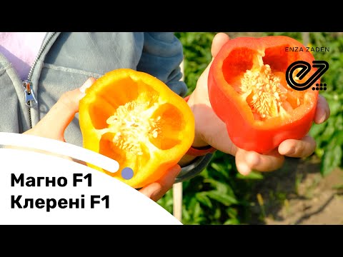 Гібриди кубовидного перцю Клерені F1 та Магно F1. Досвід вирощування у ФГ «Мельник-Агро»