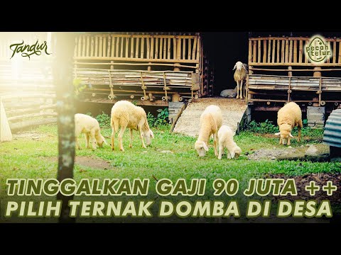 Video: Saya Bekerja Dengan Hewan: Hidup sebagai Petani Domba