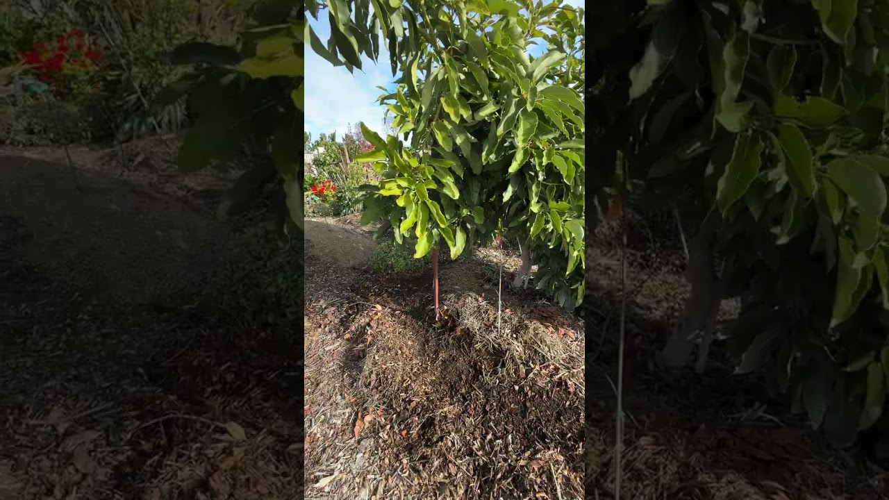 December 20, 2025 FERTILIZING & PREPPING MY AVOCADO TREES FOR THE WINTER IN PASO ROBLES CA. ZONE 9A.
