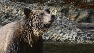 Tracking down a Grizzly Bear