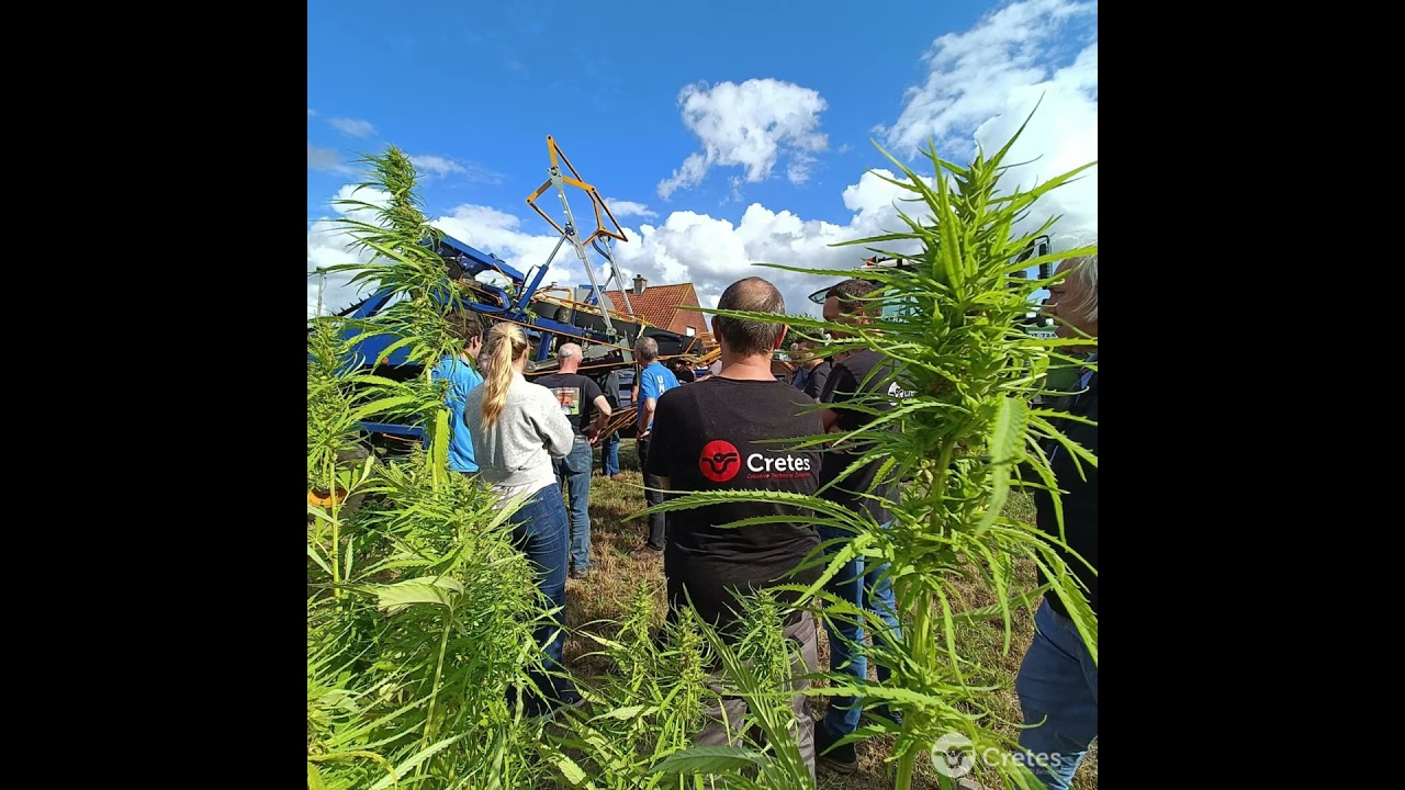 Hemp harvesting demo 2024