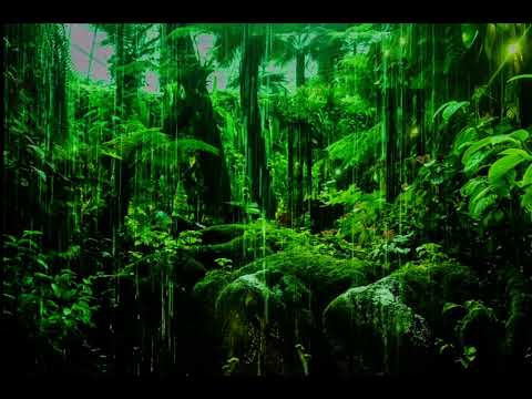 60 seconds of relaxing moments💆‍♂️💆‍♀️forest sounds. Magical rain forest