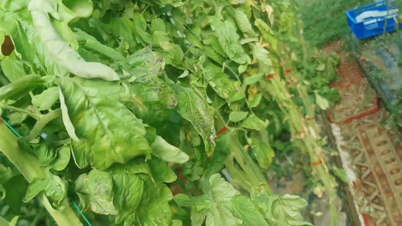 Доматите в края на сезона