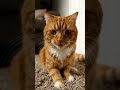 #botmaster #funny #funnycar funny #animal