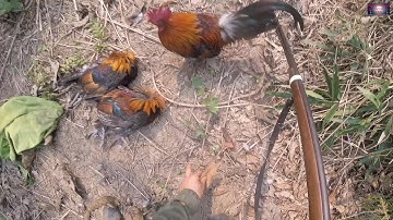 Yos hav zoov cuab qaib qus tuaj zoo kawg li March 18