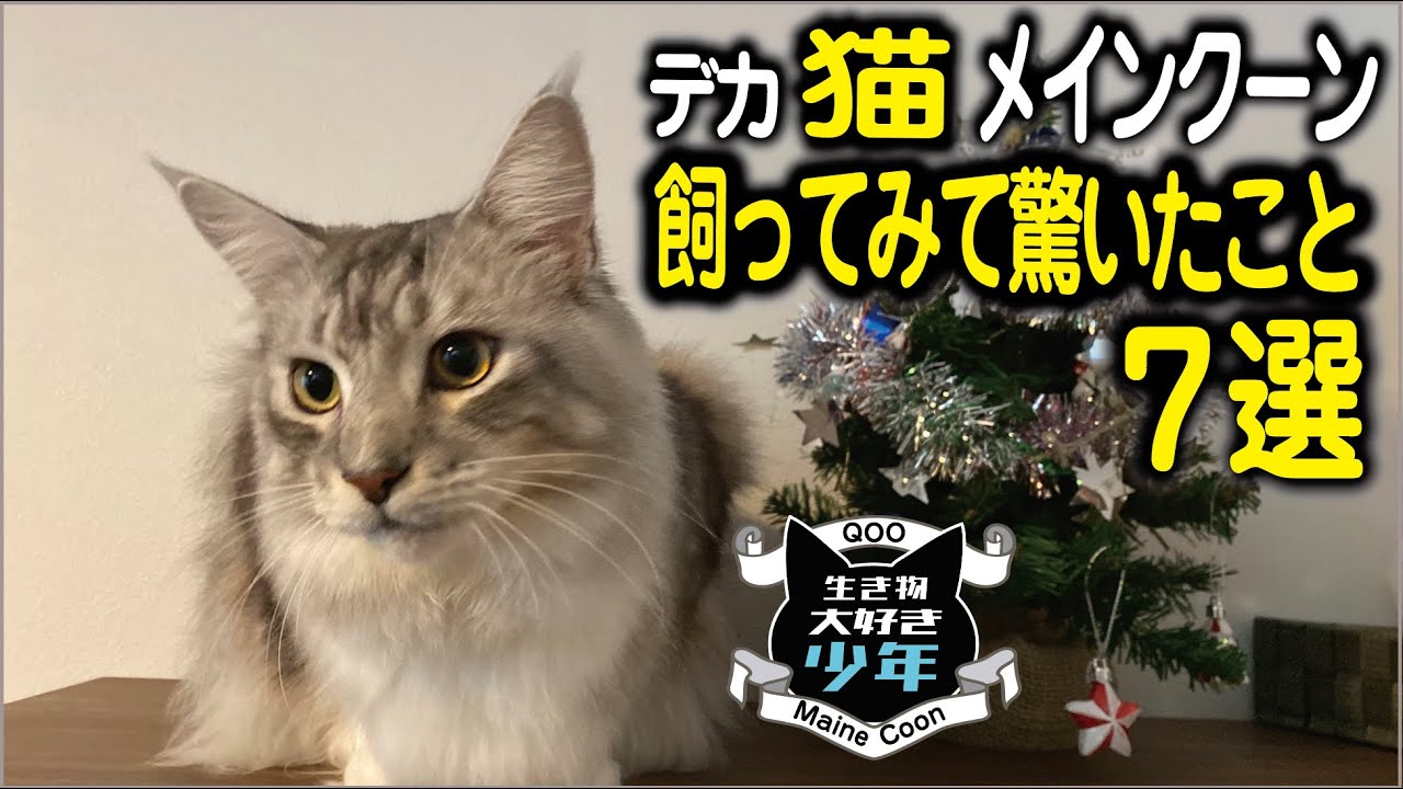 メインクーン】大型猫飼ってみて驚いたこと7選 Maine Coon cat - YouTube
