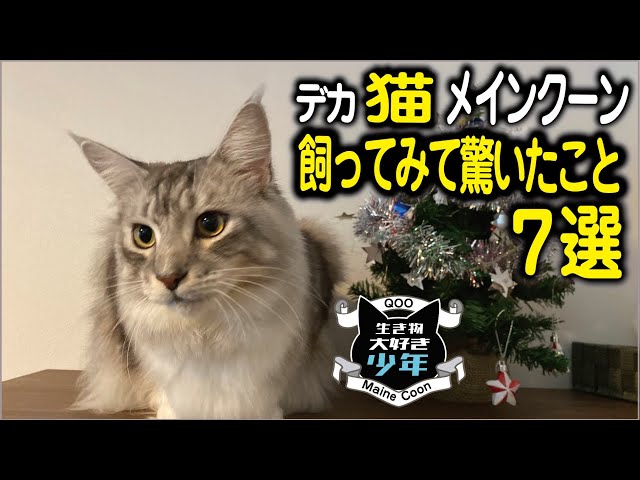 猫　メインクーン　綺麗な姿　気品冴える感じさせられる メインクーン】大型猫飼ってみて驚いたこと7選 Maine Coon cat - YouTube