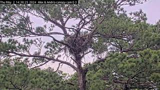 Preview of stream Kisatchie National Forest E-3 Canopy Cam